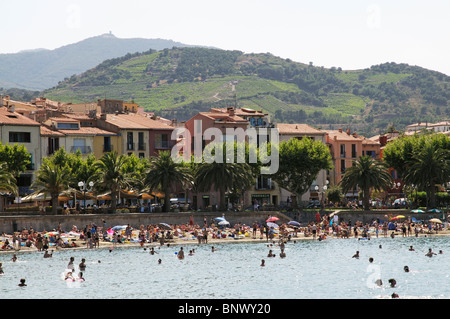 Collioure une petite station balnéaire méditerranéenne française avec vignes et vignobles sur le coteau de Côtes du Roussillon, France Banque D'Images