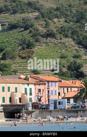 Collioure une petite station balnéaire méditerranéenne française avec vignes et vignobles sur le coteau de Côtes du Roussillon, France Banque D'Images