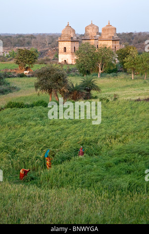 Les femmes indiennes qui travaillent dans un champ de blé. Sur l'arrière-plan d'un temple antique. Orchha. L'Inde Banque D'Images