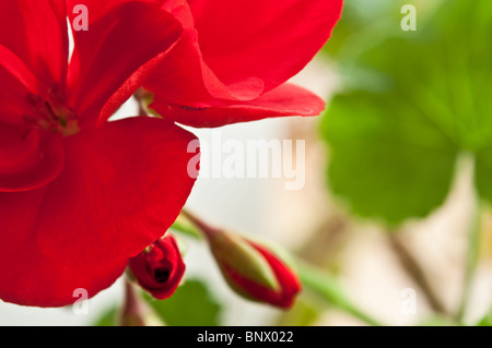 Close up d'un géranium rouge / Perlagonium en fleur avec des bourgeons et des feuilles. ( Mise au point sélective. ) Banque D'Images