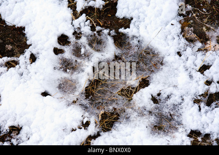 Traces d'ours polaires ou Lerneroyane Îles Lerner archipel du Svalbard, Norvège. Banque D'Images