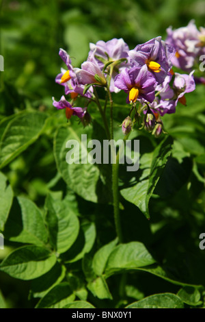 Solanum dulcamara, également connu sous le doux-amer, morelle douce-amère, morelle, liseron bleu, Amara Dulcis Banque D'Images