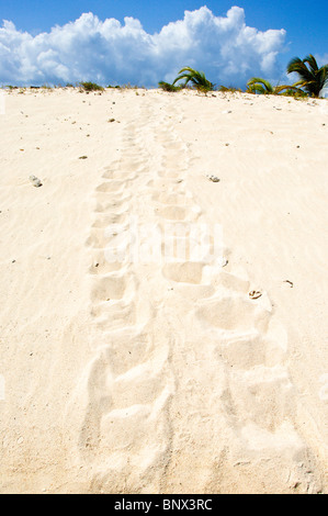 Les voies des tortues de mer sur l'île de Sable, la Grenade Carriacou. Banque D'Images