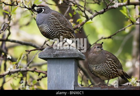 Colin de Californie (Callipepla californica) Paire de jardin, homme, femme de gauche à droite, l'île de Vancouver, Canada. Banque D'Images