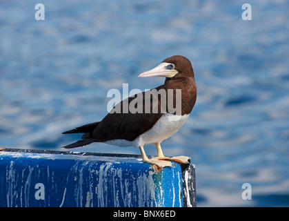 Fou brun (Sula leucogaster) adulte seul debout sur le mur, îles Galapagos, Equateur, Amérique du Sud Banque D'Images