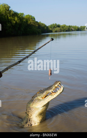 Saltwater crocodile saute pour se balançant de la viande pendant un crocodile croisière sur l'Adelaide River, Territoire du Nord, Australie. Banque D'Images