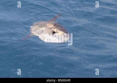 Dans la nature, véritable mer soleil luna Mola mola poisson d'eau salée Banque D'Images