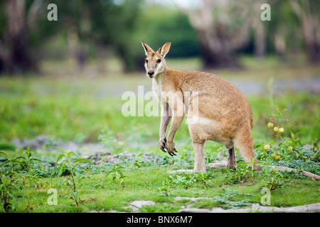 Wallaby Agile (Macropus agilis) dans la Mary River Wetlands. Mary River National Park, Territoire du Nord, Australie. Banque D'Images