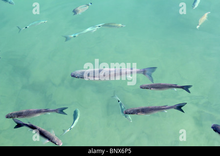 Le mulet dans l'école de poissons d'eau de port méditerranéen Banque D'Images