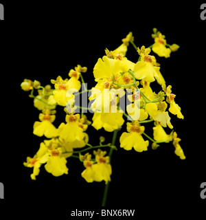 Orchidée oncidium jaune isolé sur fond noir ; Banque D'Images