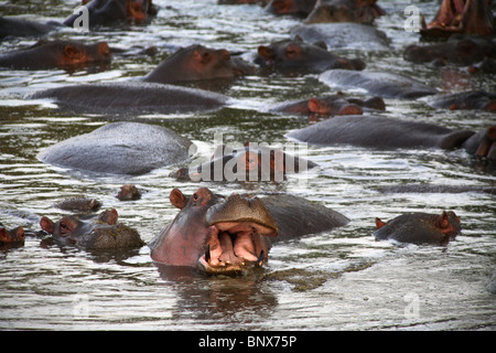 Hippopotame (Hippopotamus amphibius) submergé dans l'eau, le Parc National du Serengeti, Tanzanie Banque D'Images