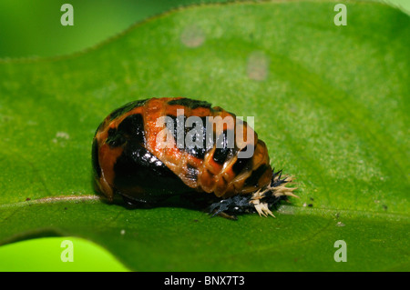 Chrysalide - Coccinelle arlequin Harmonia axyridis Banque D'Images
