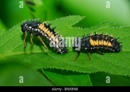 Les larves de coccinelle arlequin Harmonia axyridis - Préparation pour se nymphoser Banque D'Images