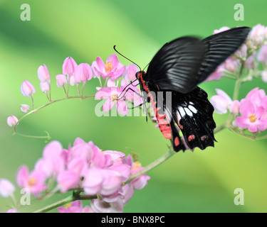 Rose commune vers un vol de papillon fleur rose Bougainvillier - Pachliopta Asteris Aristolochiae Banque D'Images