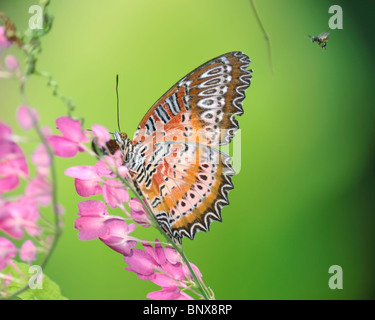 Chrysope malais papillon sur une fleur de bougainvilliers. Banque D'Images