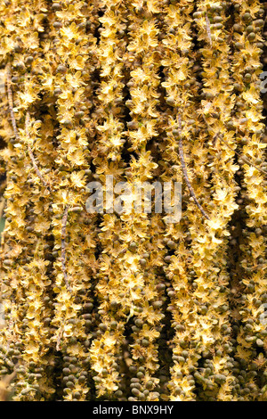 De nombreuses tresses de petites fleurs sur palmier d'Asie Banque D'Images