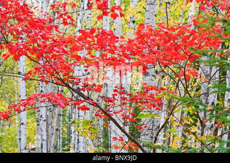 Feuilles d'érable rouge dans la boulaie, Aubrey Falls Provincial Park, Ontario, Canada. Banque D'Images