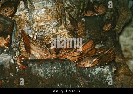 Oilbird Steatornis caripensis TRINITÉ, ANTILLES Février adultes dans la grotte cascade roost. Note orange des fruits de palmiers exc Banque D'Images