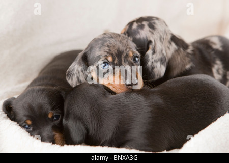 Deux semaines de litière chiots Teckel pommelé. Banque D'Images