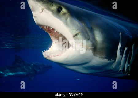 Le grand requin blanc, Carcharodon carcharias, l'île de Guadalupe, l'Océan Pacifique Banque D'Images