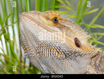 Dragon barbu en captivité Amphibolurus barbatus Banque D'Images