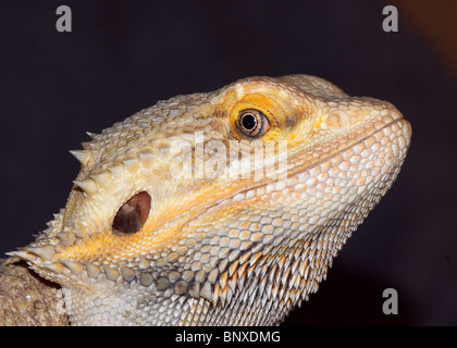 Dragon barbu en captivité Amphibolurus barbatus Banque D'Images