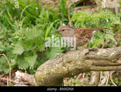 Couverture nid ou Sparrow, Prunella modularis, photographié à Todderstaffe Singleton Hall Banque D'Images