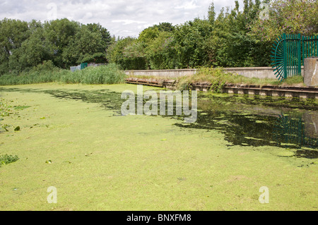 Les algues, river Gipping, Ipswich, Suffolk, UK. Banque D'Images