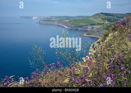 Vue de la côte jurassique collines de Purbeck Banque D'Images