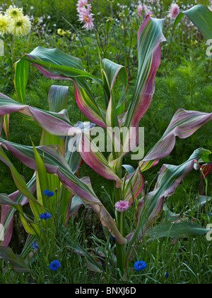 Un close up détails de Zea mays ornementales dans le jardin fleuri de Bouges Banque D'Images