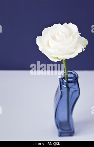 Rose blanche dans un vase bleu Banque D'Images