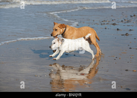 Yellow Labrador Puppy et Jack Russell Terrier qui s'exécutent sur la plage de Cromer, sur la côte nord de Norfolk Banque D'Images