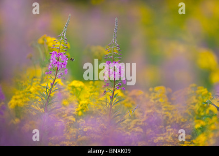 Rosebay willowherb Chamerion augustifolium Séneçon et sur les terres communes de Norfolk Banque D'Images