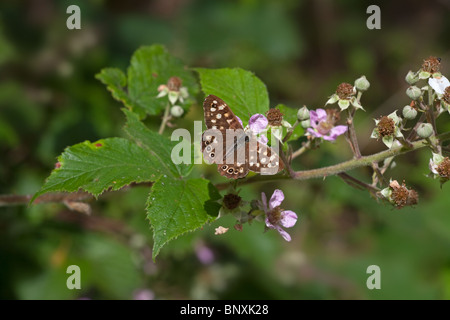 Bois Butterfly Parage aegeria mouchetée Banque D'Images
