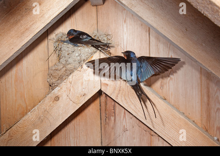 Avalez Hirundo rustica nourrissant jeune au nid dans un ancien bâtiment de ferme Banque D'Images