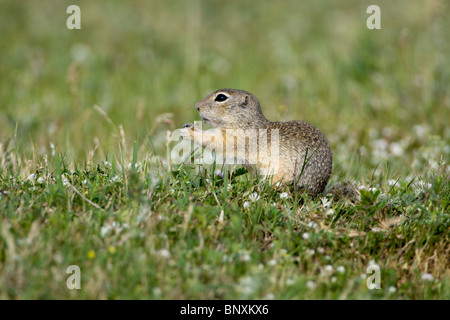 Spermophilus citellus souslik d'Europe (manger) Banque D'Images