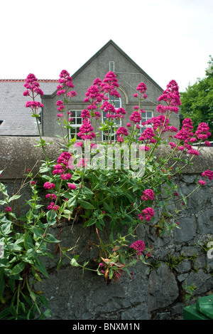 La valériane rouge fleurs généralement issues d'un mur en moellons à Skerries, le nord du comté de Dublin, Irlande Banque D'Images