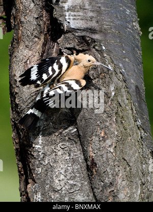 Huppe fasciée (Upua epops) sur l'arbre par trou de nidification Banque D'Images