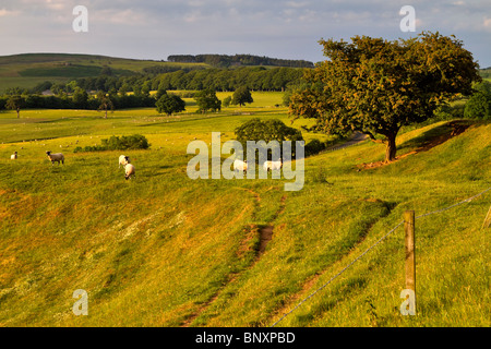 Campagne du Northumberland près de Beanley. Blackface Northumberland moutons paissent dans les pâturages dans la lumière du soir. Banque D'Images