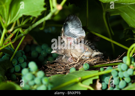 Le nid d'un (Acanthis cannabina Linnet Carduelis), avec des oiseaux de bébé dans la nature. Banque D'Images