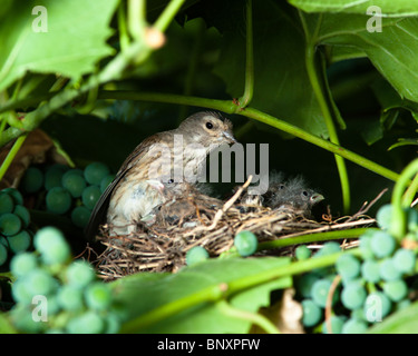 Le nid d'un (Acanthis cannabina Linnet Carduelis), avec des oiseaux de bébé dans la nature. Banque D'Images