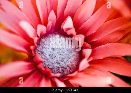 Silk flower, close-up Banque D'Images