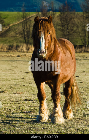 Dans les pâturages de chevaux Banque D'Images