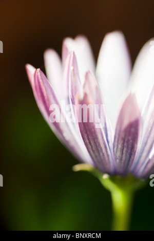 Ouverture de la fleur Banque D'Images