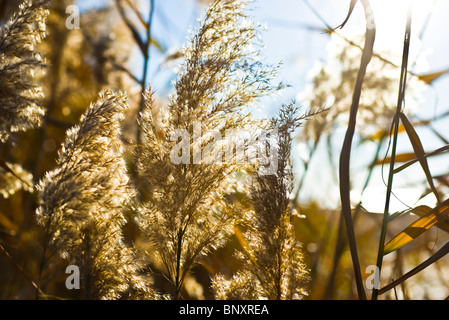 Roseaux secs brillants dans soleil d'automne Banque D'Images