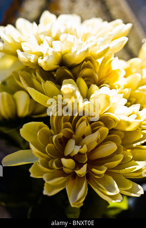 Fleurs en soie Banque D'Images