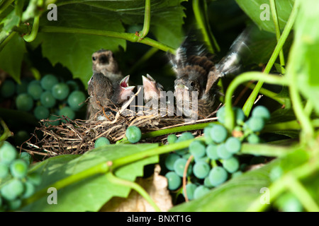 Le nid d'un (Acanthis cannabina Linnet Carduelis), avec des oiseaux de bébé dans la nature. Banque D'Images