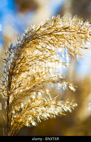 Sur les roseaux séchés Seedheads Banque D'Images