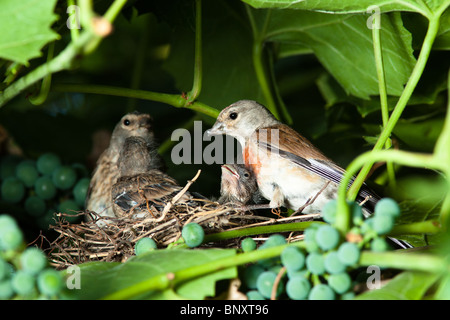 Le nid d'un (Acanthis cannabina Linnet Carduelis), avec des oiseaux de bébé dans la nature. Banque D'Images