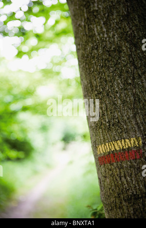 Tronc de l'arbre marqué avec blaze sentier de randonnée Banque D'Images